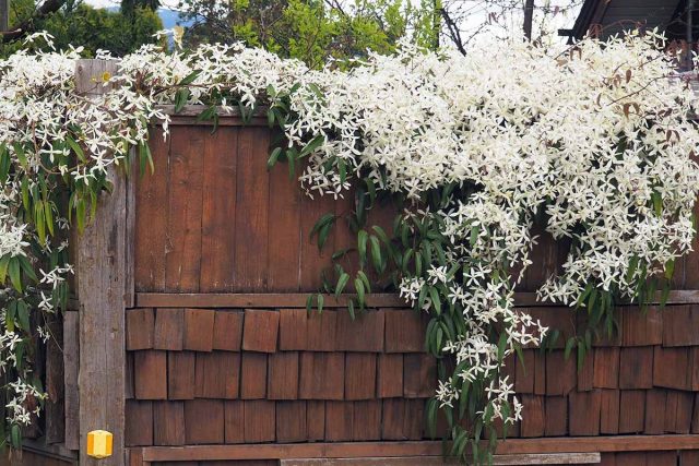 Вьющиеся растения на заборе