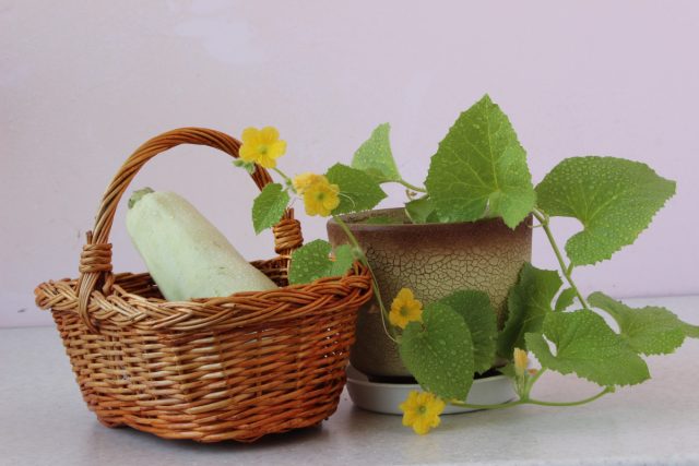 15 ошибок при выращивании кабачков, которые оставят вас без урожая 15 ошибок при выращивании кабачков, которые оставят вас без урожая