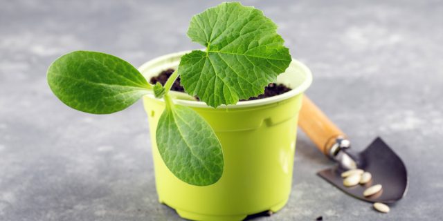 Кабачки сеют в грунт, когда верхние 10 сантиметров почвы прогреются до +12-15°C Кабачки сеют в грунт, когда верхние 10 сантиметров почвы прогреются до +12-15°C