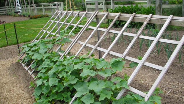 Кабачки легко растут вертикально с соответствующими опорами для растений и шпалерами. Кабачки легко растут вертикально с соответствующими опорами для растений и шпалерами.