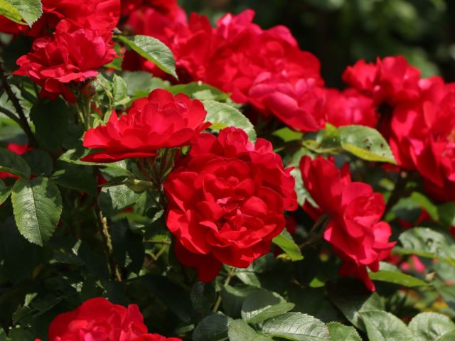 Кустовая роза «Хансаланд» выведена немецкими селекционерами и считается окультуренным шиповником.