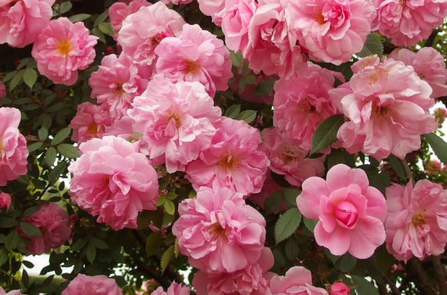 Морозоустойчивость канадской розы «Джон Дэвис» железобетонная, она считается абсолютной зимостойкой.