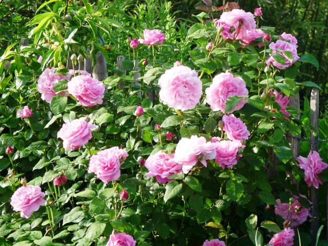 Во всем мире эту розу любят и ценят за сильный чарующий аромат, благодаря которому она заслужила свою популярность.