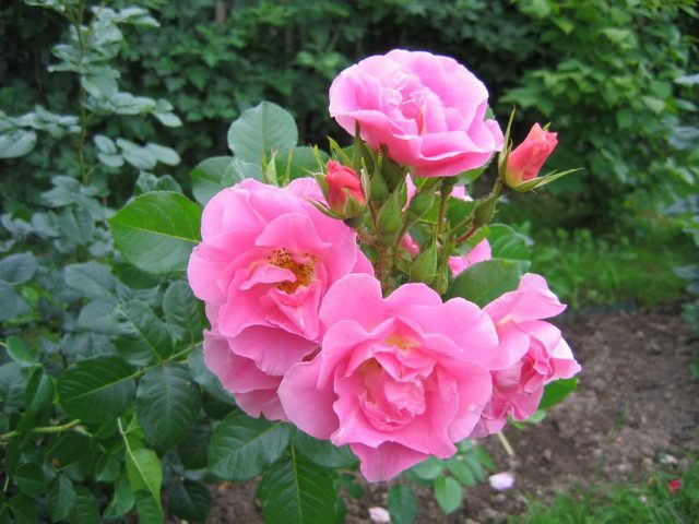 «Пинк Робуста» ценна не только своей выносливостью, надежностью, она впечатляет красотой куста и продолжительностью цветения.
