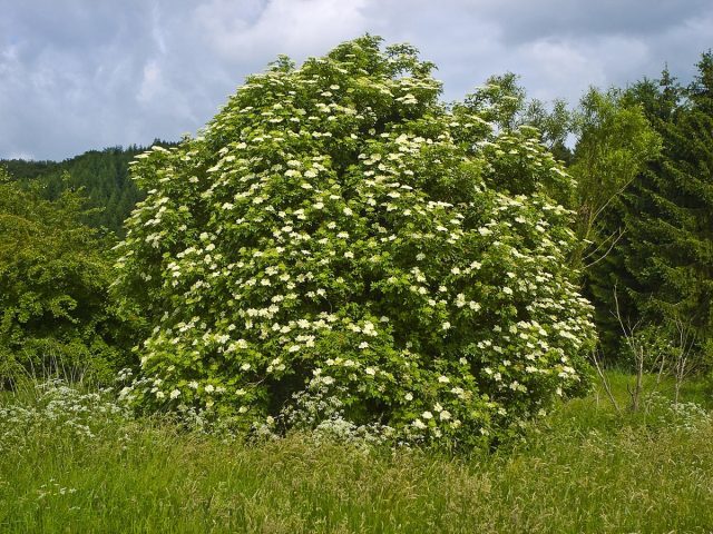 Бузина черная Бузина черная