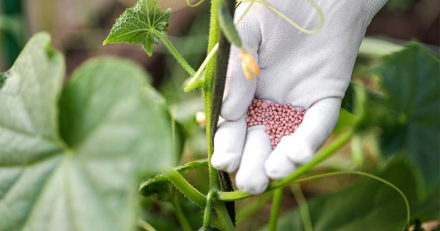 Использовав всё доступное питание, кусты закончат вегетацию. Использовав всё доступное питание, кусты закончат вегетацию.