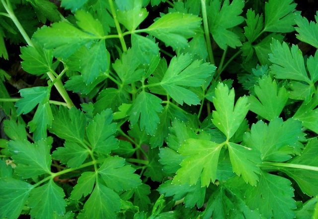 Петрушка итальянская (Petroselinum crispum 'Italian Plain Leaf')
