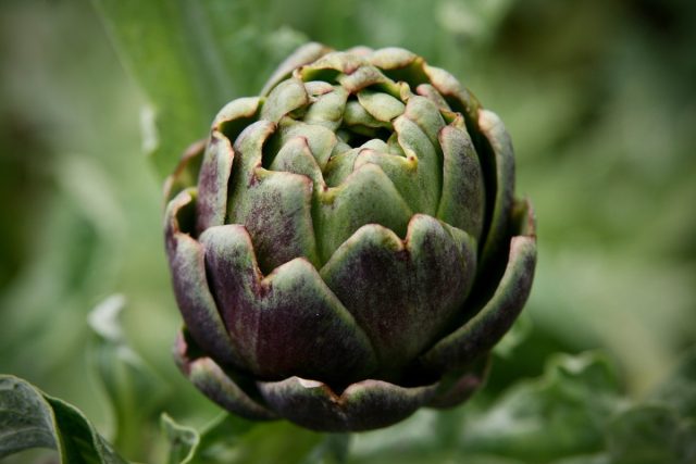 Артишок (Cynara Scolymus)