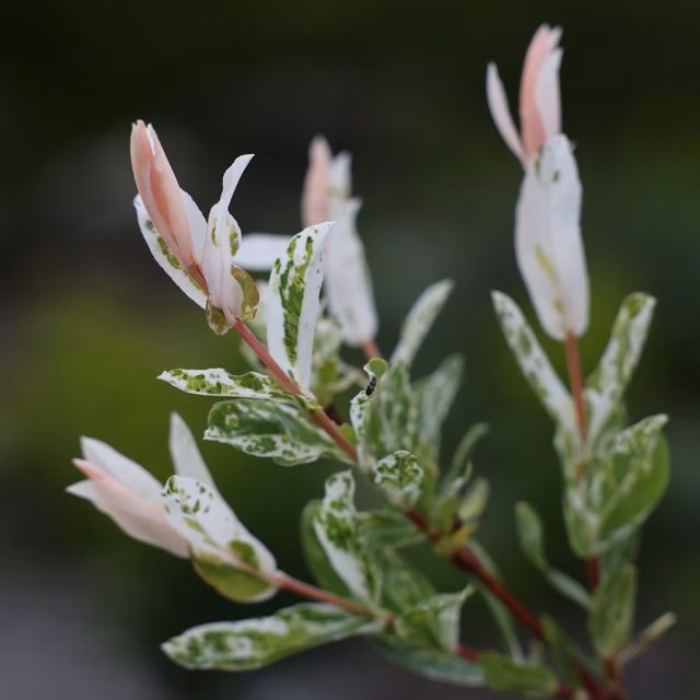 Сорт «Фламинго» (Salix integra 'Flamingo'). Сорт «Фламинго» (Salix integra 'Flamingo').