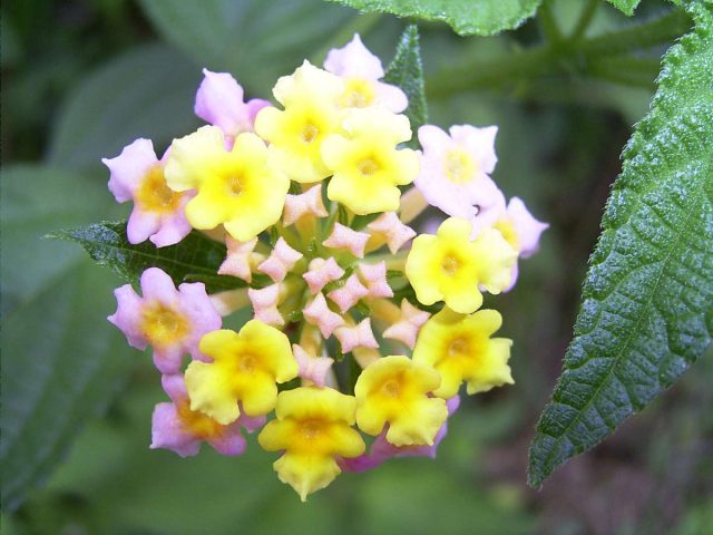 Лантана сводчатая «Микста» (Lantana camara 'Mixta') Лантана сводчатая «Микста» (Lantana camara 'Mixta')