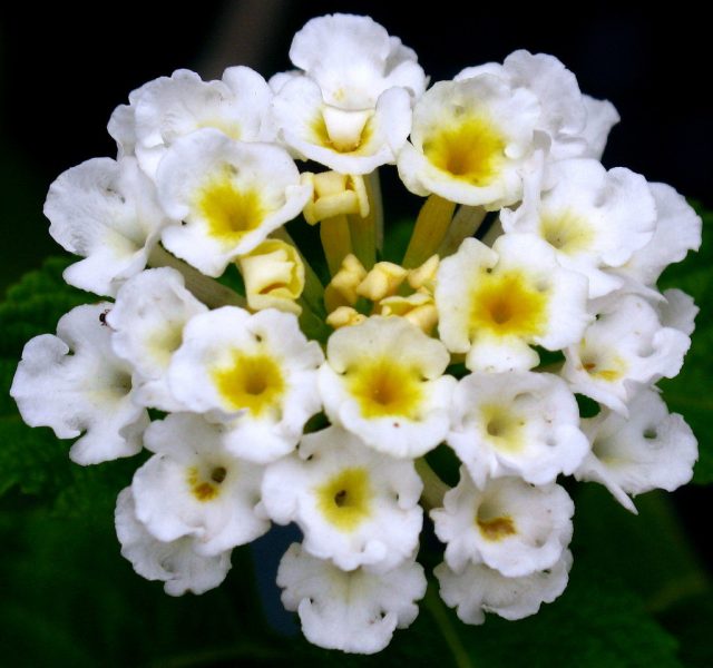 Лантана сводчатая «Нивеа» (Lantana camara 'Nivea') Лантана сводчатая «Нивеа» (Lantana camara 'Nivea')