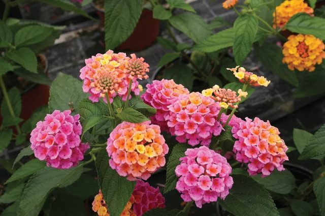 Лантана сводчатая «Любава» (Lantana camara 'Lubava') Лантана сводчатая «Любава» (Lantana camara 'Lubava')