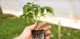 Как укрепить корневую систему растений и сделать их здоровее?