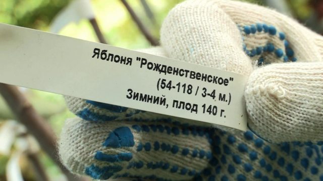 Обязательно посмотрите на бирку, чтобы убедиться, что растение соответствует условиям вашего сада. Обязательно посмотрите на бирку, чтобы убедиться, что растение соответствует условиям вашего сада.