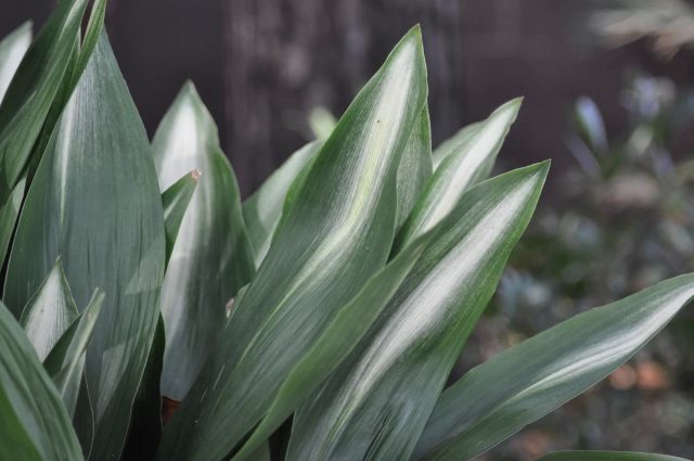 Аспидистра элатиор «Асаги» (Aspidistra elatior 'Asahi') Аспидистра элатиор «Асаги» (Aspidistra elatior 'Asahi')