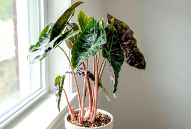 Алоказия «Пинк Драгон» (Alocasia 'Pink Dragon') Алоказия «Пинк Драгон» (Alocasia 'Pink Dragon')