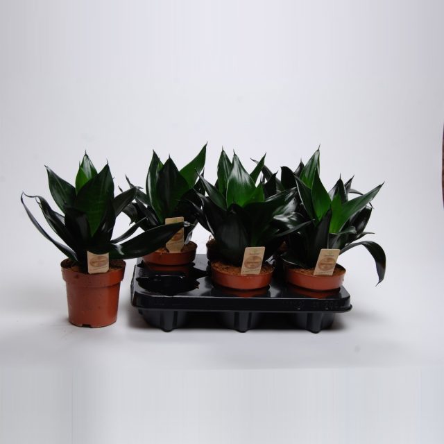 Сансевиерия «Блэк Драгон» (Sansevieria 'Black Dragon') Сансевиерия «Блэк Драгон» (Sansevieria 'Black Dragon')