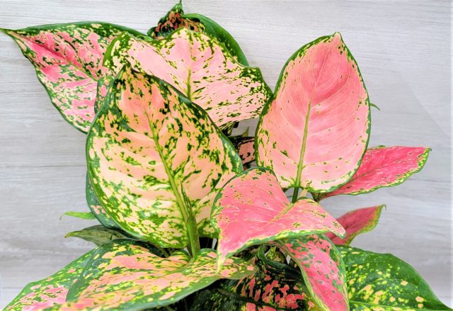 Аглаонема «Леди Валентина» (Aglaonema Evergreen 'Lady Valentine') Аглаонема «Леди Валентина» (Aglaonema Evergreen 'Lady Valentine')