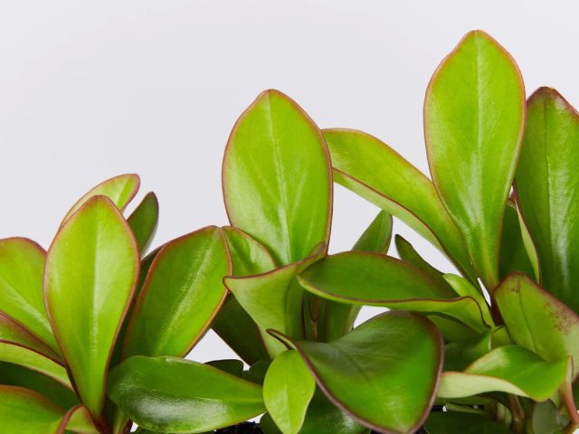 Пеперомия «Ред Эдж» (Peperomia 'Red Edge') Пеперомия «Ред Эдж» (Peperomia 'Red Edge')