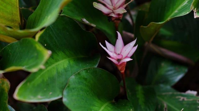 Калатея «Пинк Лотос» (Calathea 'Pink Lotus') Калатея «Пинк Лотос» (Calathea 'Pink Lotus')