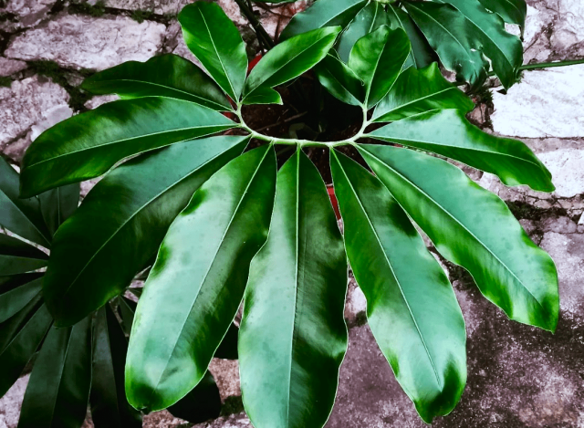 Филодендрон Гельди (Philodendron goeldii)
