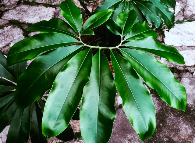 Филодендрон Гельди (Philodendron goeldii) Филодендрон Гельди (Philodendron goeldii)