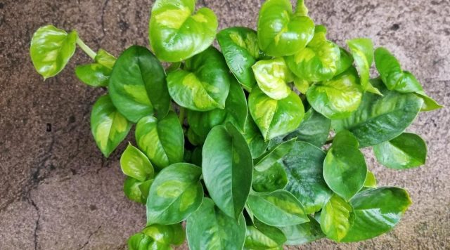 Сциндапсус «Глобал Грин» (Pothos 'Global Green') Сциндапсус «Глобал Грин» (Pothos 'Global Green')