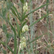 Купена сибирская (Polygonatum sibiricum)