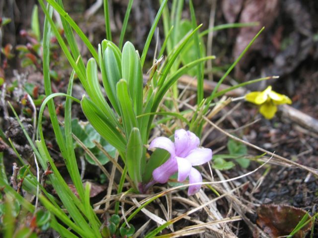 Купена Хукера (Polygonatum hookeri), наверное, самая маленькая из купен, всего сантиметров 5 ростом