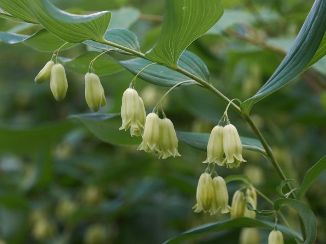 Её американская родственница купена двухцветковая (Polygonatum biflorum) вполне способна отрастить стебли и полутораметровой длины