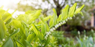 Купена — 22 вида и 15 сортов для неповторимого цветника