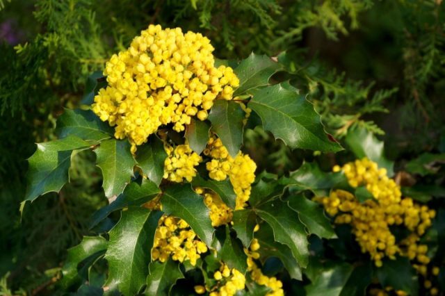Магония падуболистная (mahonia aquifolium Магония падуболистная (mahonia aquifolium