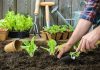 Лунный календарь садовода и огородника на июнь 2023