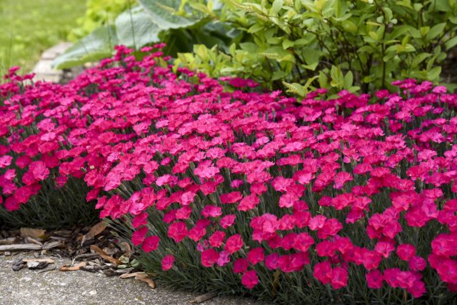 Диантусы в трендовом цвете 2023 года