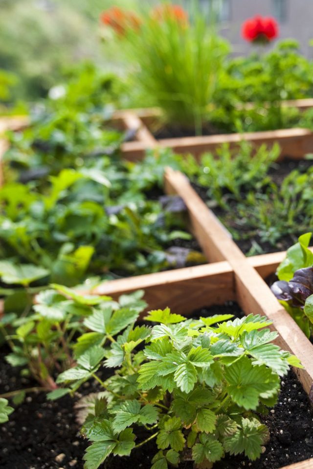 Рациональное планирование в виде грядок с ячейками