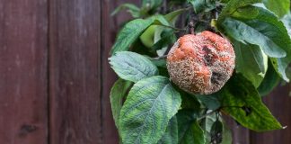 Монилиоз — губительная грибная атака на ваш сад