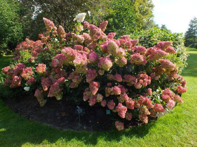Сорт гортензии «Ванилла Фрайз» (Hydrangea paniculata 'Vanille Fraise') Сорт гортензии «Ванилла Фрайз» (Hydrangea paniculata 'Vanille Fraise')