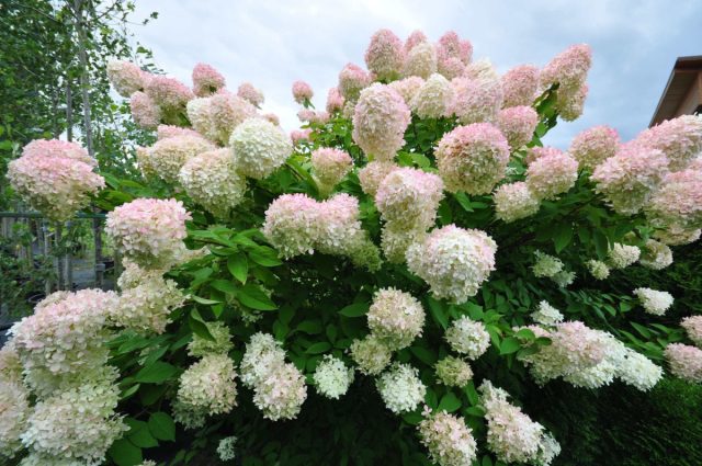 Сорт гортензии метельчатой «Грандифлора» (Hydrangea paniculata 'Grandiflora') Сорт гортензии метельчатой «Грандифлора» (Hydrangea paniculata 'Grandiflora')