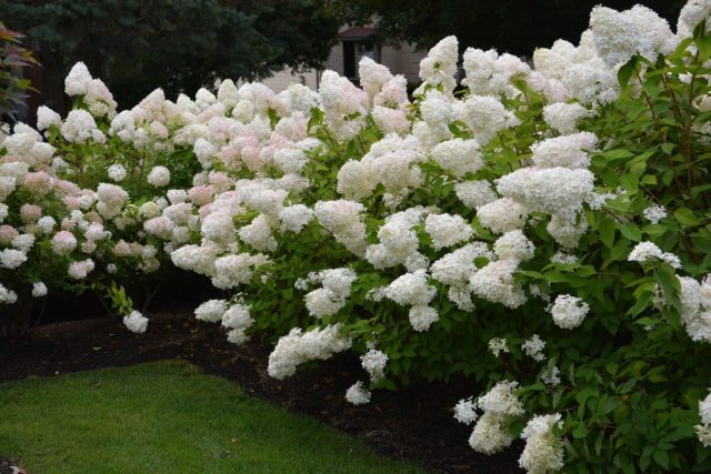 Сорт гортензии метельчатой «Фантом» (Hydrangea paniculata 'Phantom') Сорт гортензии метельчатой «Фантом» (Hydrangea paniculata 'Phantom')