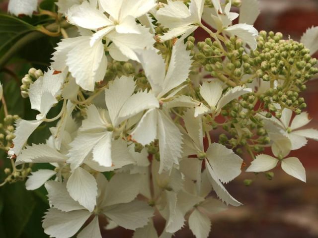 Сорт гортензии метельчатой «Бридал Вейл» (Hydrangea paniculata 'Bridal Veil') Сорт гортензии метельчатой «Бридал Вейл» (Hydrangea paniculata 'Bridal Veil')