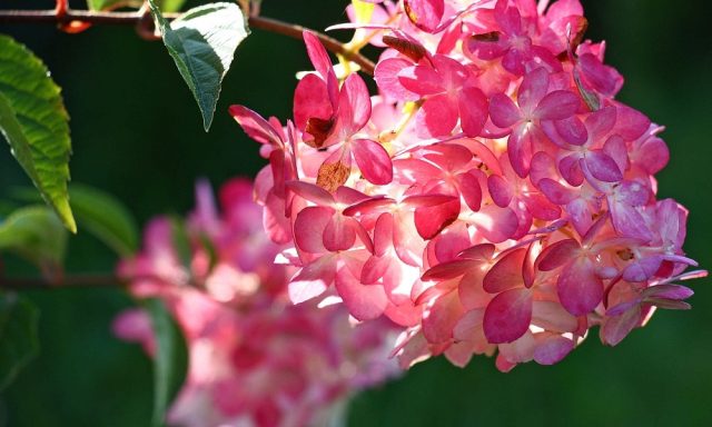 Сорт гортензии метельчатой «Мэджикал Файер» (Hydrangea paniculata 'Magical Fire') Сорт гортензии метельчатой «Мэджикал Файер» (Hydrangea paniculata 'Magical Fire')