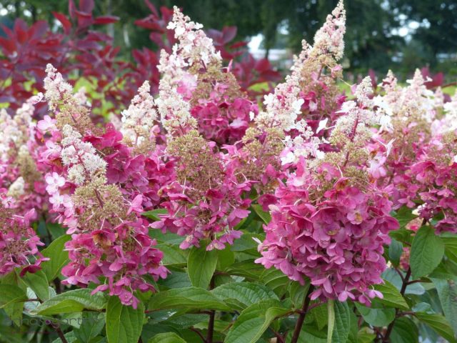 Сорт гортензии метельчатой «Пинки Винки» (Hydrangea paniculata 'Pinky Winky') Сорт гортензии метельчатой «Пинки Винки» (Hydrangea paniculata 'Pinky Winky')