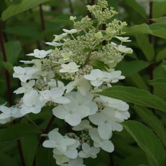 Сорт гортензии метельчатой «Юник» (Hydrangea paniculata 'Unique') Сорт гортензии метельчатой «Юник» (Hydrangea paniculata 'Unique')
