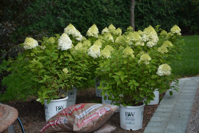 Сорт гортензии метельчатой «Лаймлайт» (Hydrangea paniculata 'Limelight') Сорт гортензии метельчатой «Лаймлайт» (Hydrangea paniculata 'Limelight')
