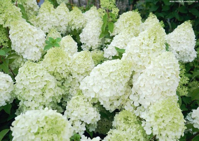 Сорт гортензии метельчатой «Полар Бир» (Hydrangea paniculata 'Polar Bear') Сорт гортензии метельчатой «Полар Бир» (Hydrangea paniculata 'Polar Bear')