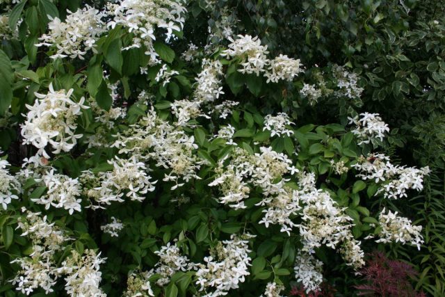 Сорт гортензии метельчатой «Грейт Стар» (Hydrangea paniculata 'Great Star') Сорт гортензии метельчатой «Грейт Стар» (Hydrangea paniculata 'Great Star')