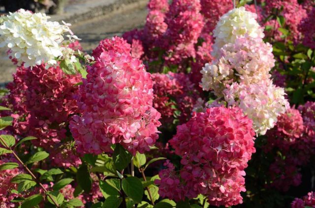 Сорт гортензии метельчатой «Даймонд Руж» (Hydrangea paniculata 'Diamant Rouge') Сорт гортензии метельчатой «Даймонд Руж» (Hydrangea paniculata 'Diamant Rouge')