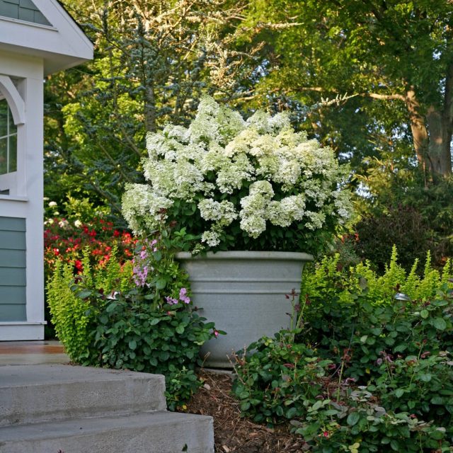 Сорт гортензии метельчатой «Бобо» (Hydrangea paniculata 'Bobo') Сорт гортензии метельчатой «Бобо» (Hydrangea paniculata 'Bobo')