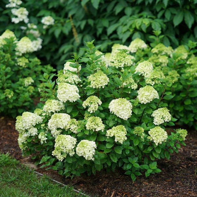 Сорт гортензии метельчатой «Литтл Лайм» (Hydrangea paniculata 'Little Lime') Сорт гортензии метельчатой «Литтл Лайм» (Hydrangea paniculata 'Little Lime')