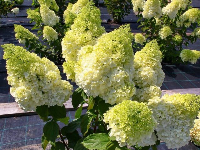 Сорт гортензии метельчатой «Мэджикал Мунлайт» (Hydrangea paniculata 'Magical Moonlight') Сорт гортензии метельчатой «Мэджикал Мунлайт» (Hydrangea paniculata 'Magical Moonlight')